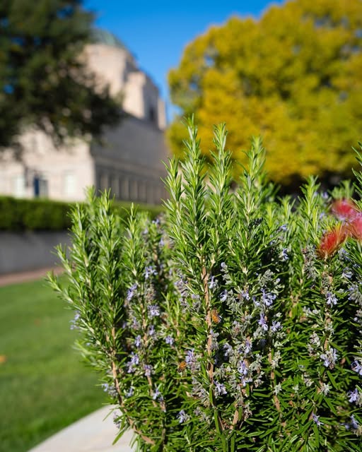 Why do we wear rosemary on Anzac Day?